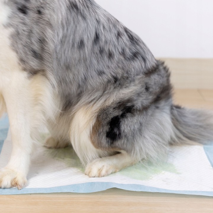 UNIQ PETS PODKŁADY HIGIENICZNE FRESHPAD kolorowe opakowanie niebieskie zapach trawy 60x60cm, 40g, 10 szt.